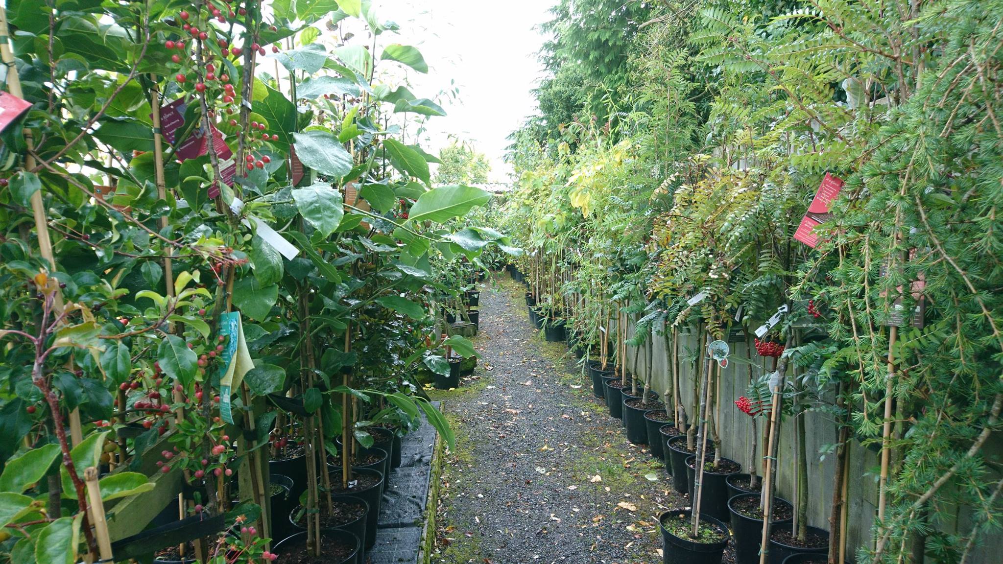 Fruit Trees Home Gardening Apple, Cherry, Pear, Plum Nursery Fruit